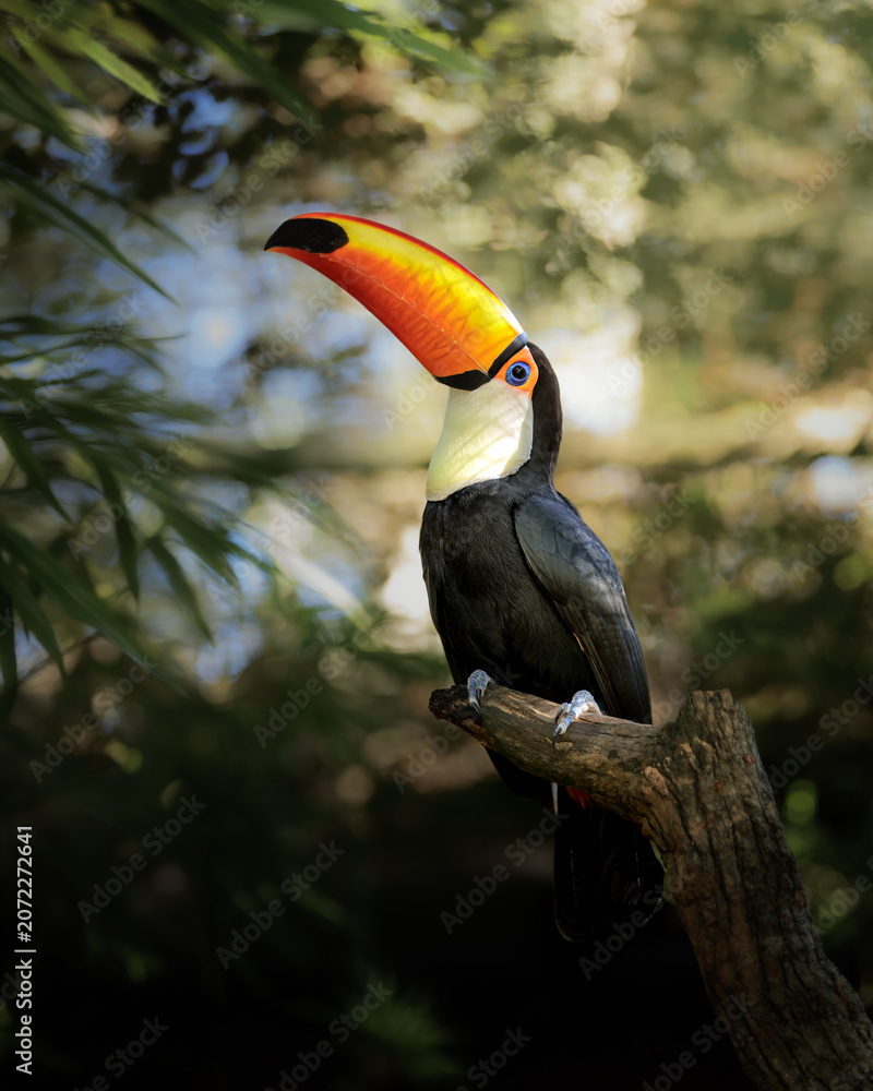 Fototapeta premium Toco toucan bird perching on tree branch