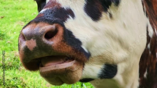 Close up of a spotted black and white cow actively ruminating, mouth wide open, showing tongue and jaw movement