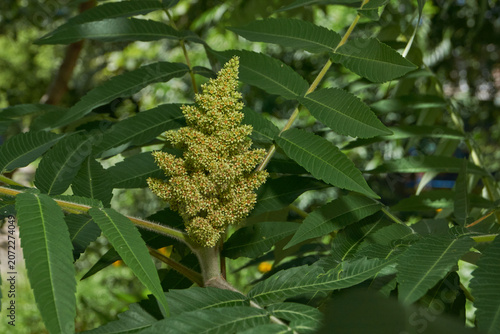 Foto Close-up of the inflorescence of the Staghorn sumac