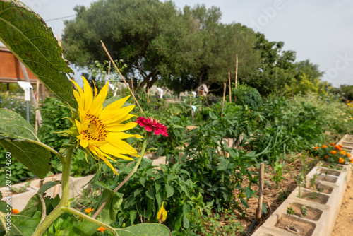 Bright yellow sunflower and red zinnia blooming in a lush, community vegetable garden with concrete block raised beds on a sunny day.
