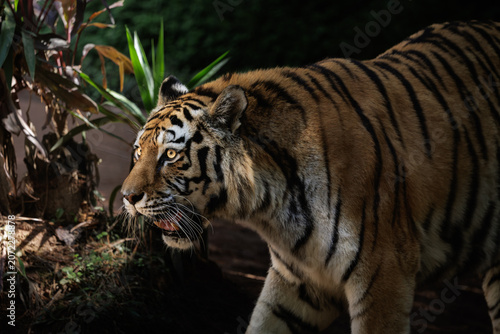 Tiger (Panthera tigris) moving through shadows while illuminated by natural sunlight.