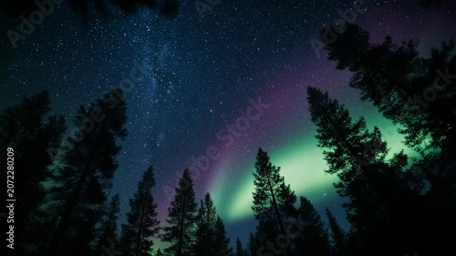 Majestic Green and Purple Northern Lights Aurora Borealis Shining Over a Dark Pine Forest at Night