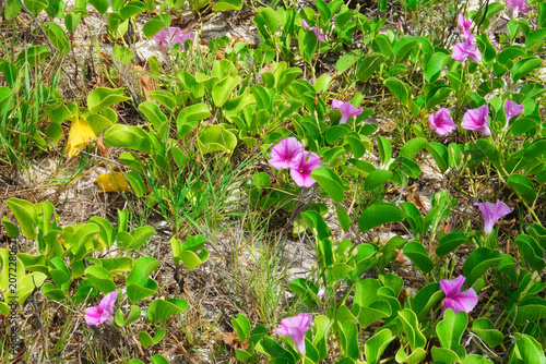 Beach morning glory groundcover with vivid pink trumpet flowers and heart leaves carpeting sunlit sandy coastal dunes, seaside wildflower scene providing erosion control and natural beauty.