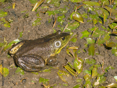 Obraz na plátně Bullfrog along the Rio Grande River