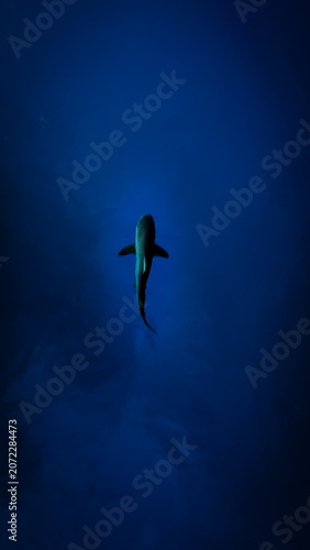 Black tip