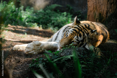 Close portrait of a resting tiger (Panthera tigris) lying on the forest floor under natural sunlight. The image captures a calm and intimate moment with selective lighting, detailed fur texture and di