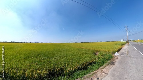 Golden rice field beside asphalt road sustainable agriculture harvest rural landscape