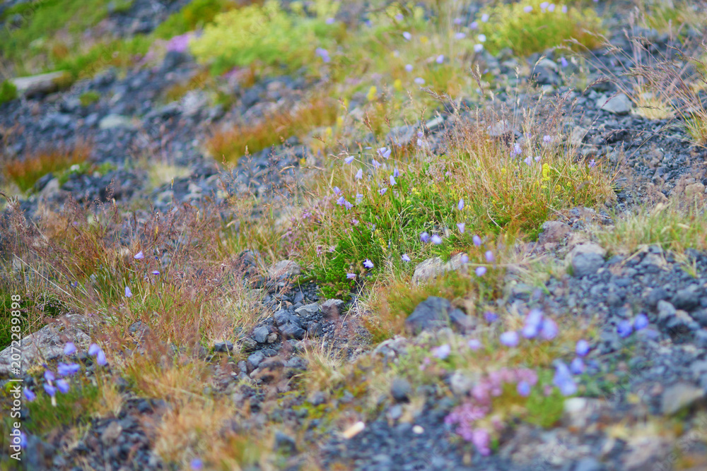 Fototapeta premium Beautiful wild flowers blooming on a summer day in Iceland.