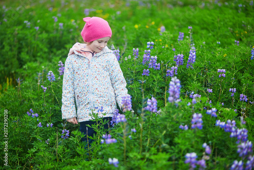 Young girl walking in a colorful lupine flower meadow on a summer day in Iceland.