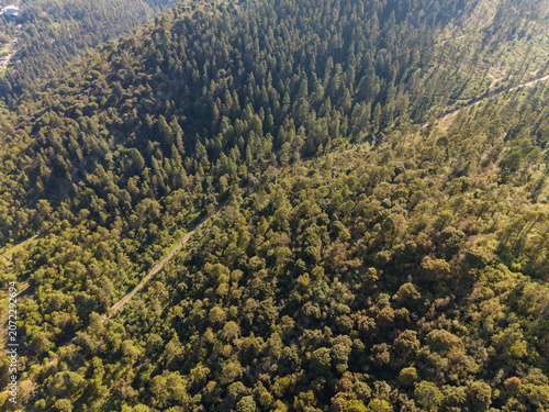 Bosque de coníferas de alta montaña 