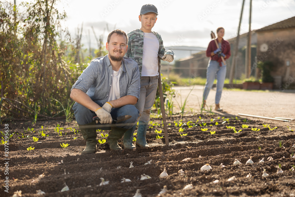 Obraz premium Farmer and his son plant garlic in cultivated and fertilized soil in the garden. Family of farmers grows organic vegetables and herbs. Seed planting season on the farm.