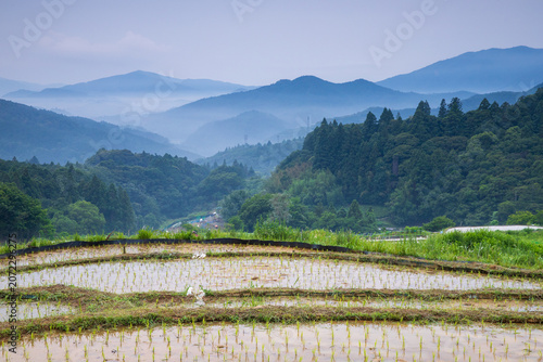 早朝の久留米木の棚田	