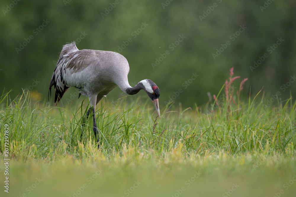 Fototapeta premium Foraging Crane in Morning Meadow