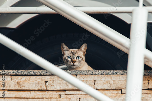 Foto Blue-Eyed Cat Peering Over a Stone Wall