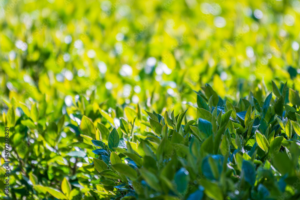 Fototapeta premium Nature of green leaf in garden at summer. Natural green leaves plants using as spring background cover page environment ecology