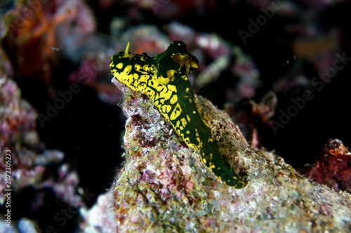 Notodoris Gardineri (Banana Nudibranch)