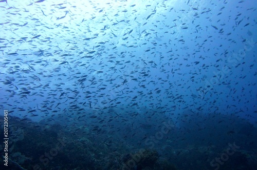 school of fish