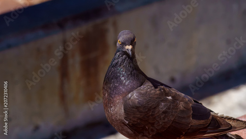 Fotografija Close Up Portrait of Dark Urban Pigeon With Orange Eyes
