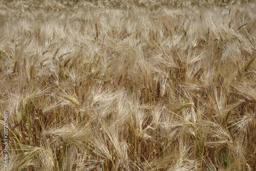 Wheat field swaying in the wind during bright afternoon light in late summer season
