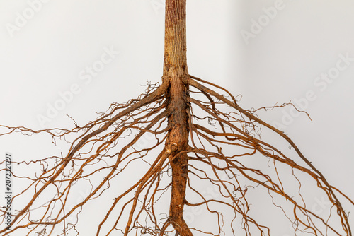 Cotton plant root system isolated on white background. Cotton farming, plant health and root system concept.