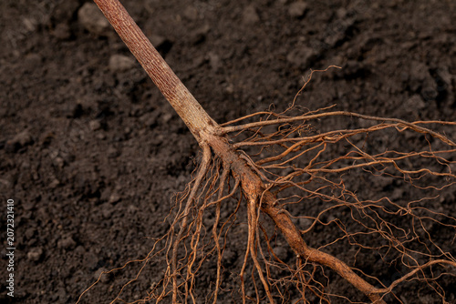 Cotton plant root system in field. Cotton farming, plant health and root system concept.