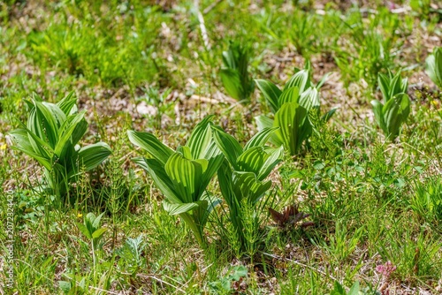 春の高原に芽吹くコバイケイソウの若葉と新緑の草原