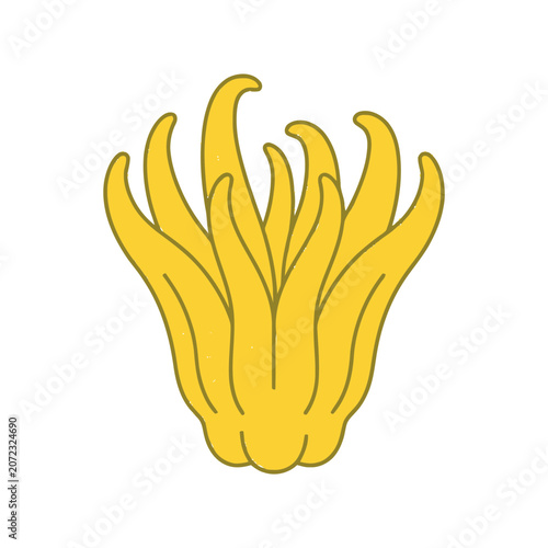 Buddha's Hand Citron Fruit Illustration - Yellow Exotic Citrus