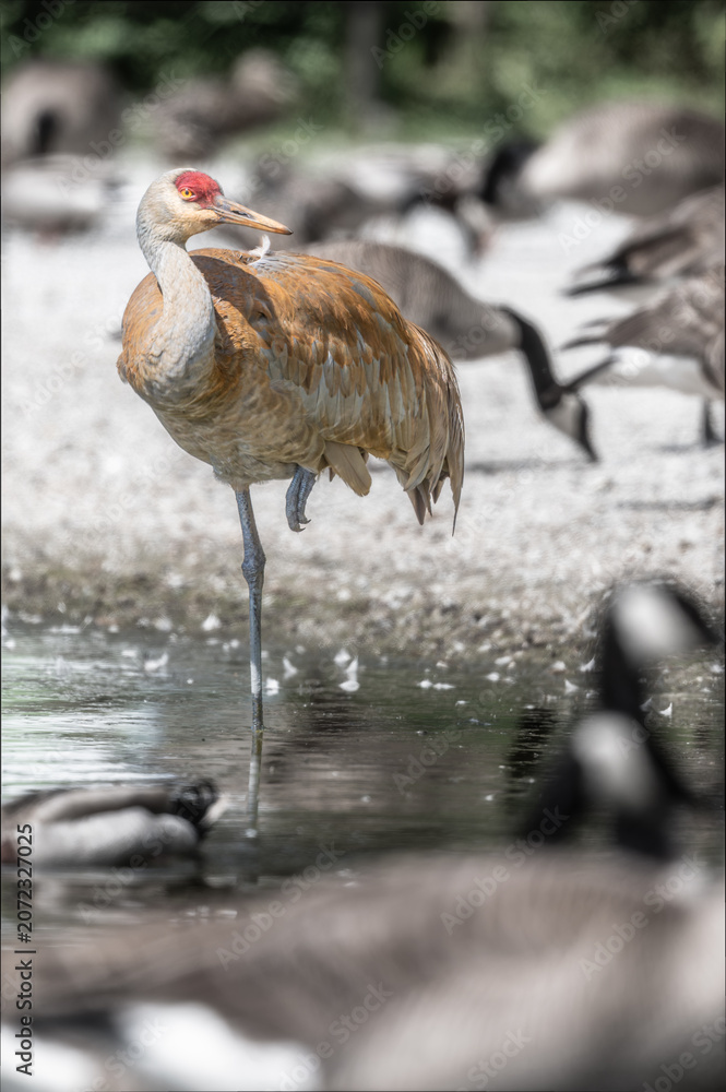 Fototapeta premium Sandhill Crane with Canada Goose
