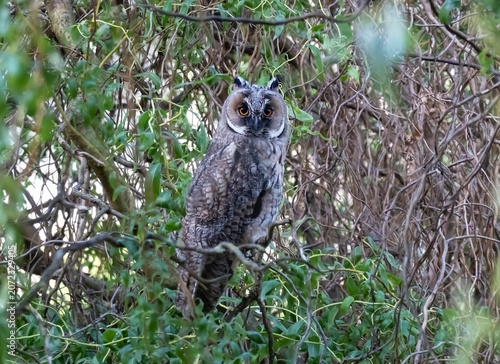 A long-eared owl sits on a branch in the crown of a tree