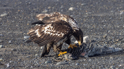 Young Bald Eagle Scavenging on Sea Otter Carcass on Pebble Beach at Homer Spit, Alaska