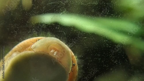 Gros plan sur un escargot dans un aquarium.