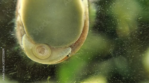 Gros plan sur un escargot dans un aquarium.