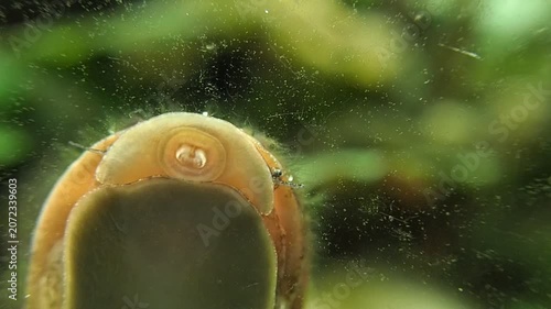 Gros plan sur un escargot dans un aquarium.