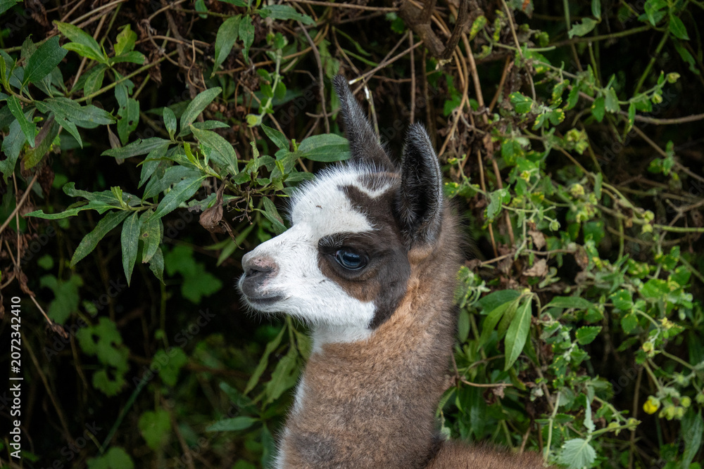 Obraz premium Close up of a baby llama at an ecolodge near Cotopaxi National Park, in Ecuador