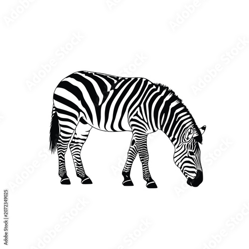 Black and White Zebra Grazing in a Field.