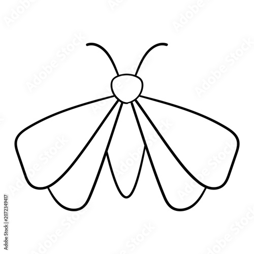 Moth