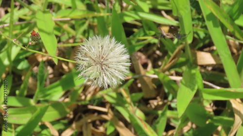 Foto dandelion seed head