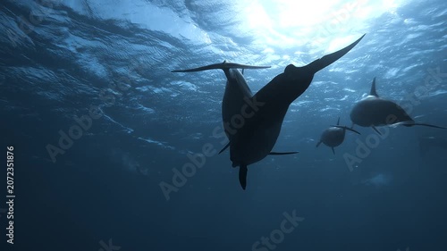 Slow motion video of a pod of spinner dolphins swimming through crystal clear blue water in the Red Sea, Egypt.