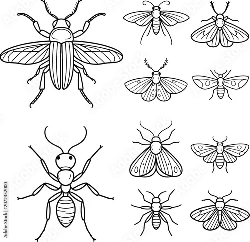 Schilderij op canvas Set of detailed outline illustrations showing various insects and arthropods