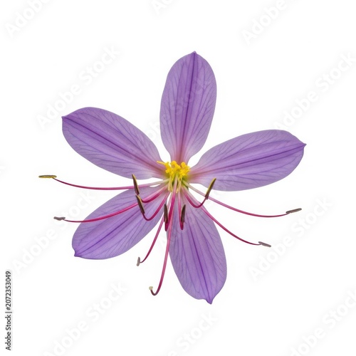 A single delicate purple flower with long stamens isolated on white background