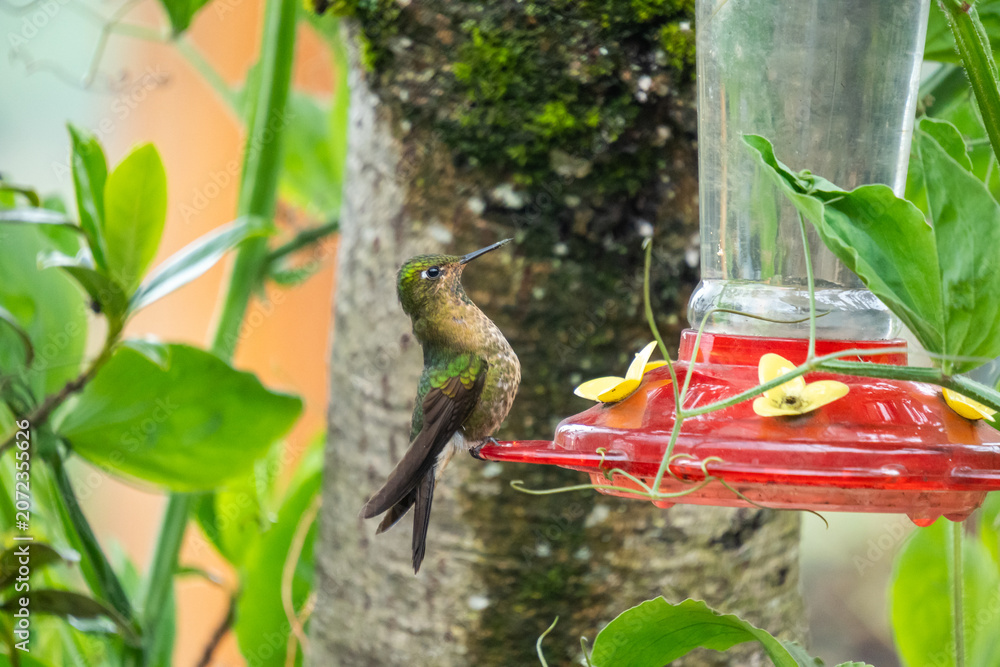 Obraz premium Tyrian metaltail (Metallura tyrianthina) hummingbird on a hummingbird feeder at an ecolodge near Cotopaxi National Park, in Ecuador