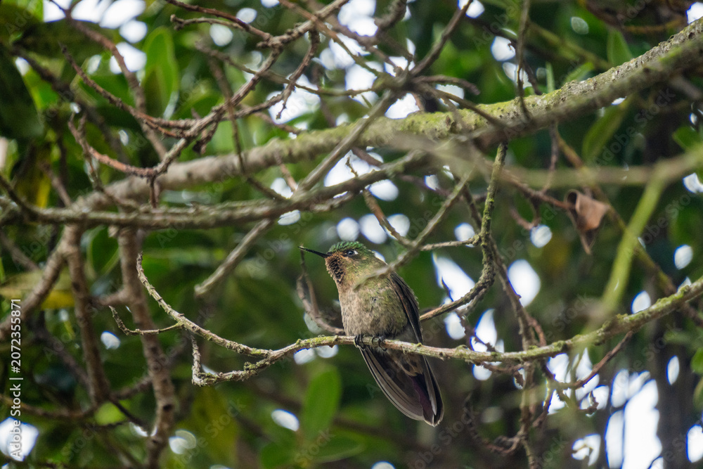 Obraz premium Tyrian metaltail (Metallura tyrianthina) hummingbird perched in a tree at an ecolodge near Cotopaxi National Park, in Ecuador