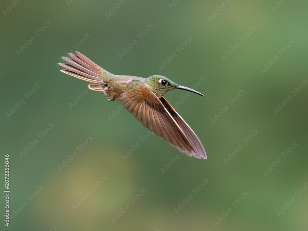 Obraz premium Fawn-breasted Brilliant Hummingbird Hovering In Flight Against Green Background
