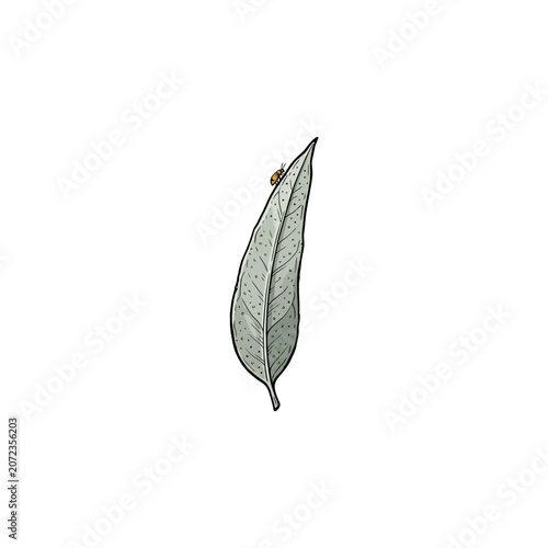 Single Eucalyptus Leaf With Intricate Vein Patterns Oil Dots And A Tiny Orange Beetle Perched Near The Apex Vector Illustration
