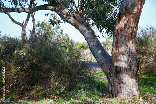 Fotografija coastal bushland landscape with eucalyptus tree in morning shadow