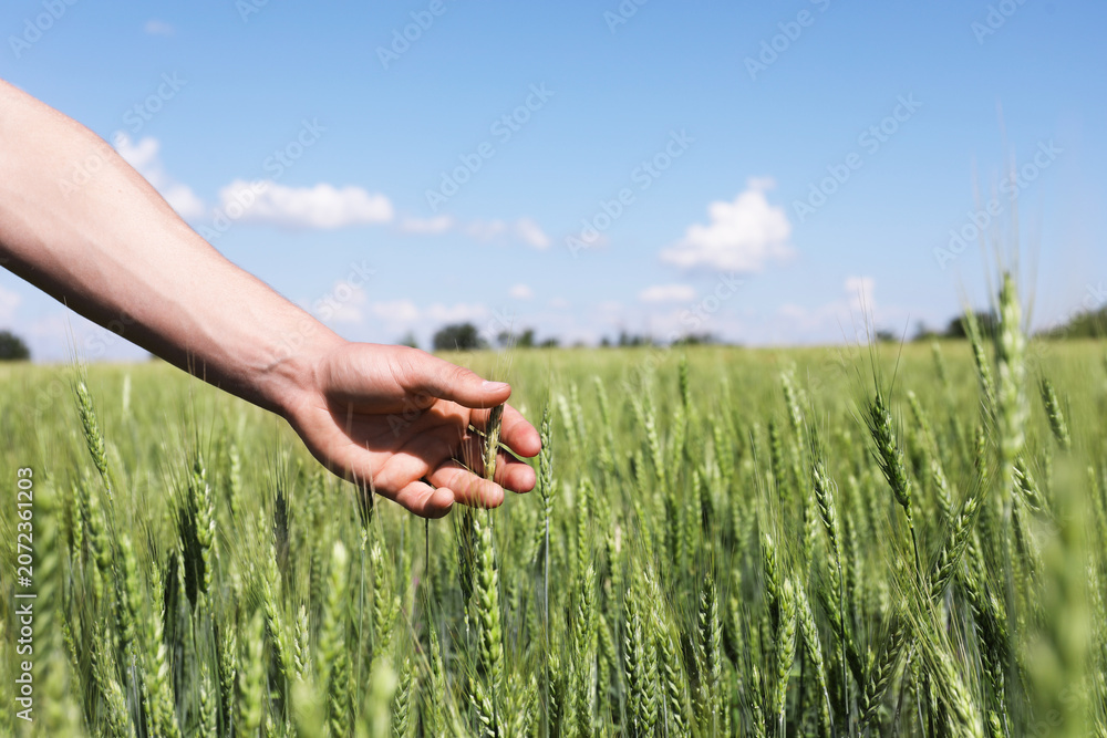 Obraz premium Man touching wheat spikes in field, closeup. Space for text
