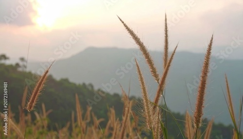 Close up of tall grassy plants against mountain backdrop at sunset with soft light