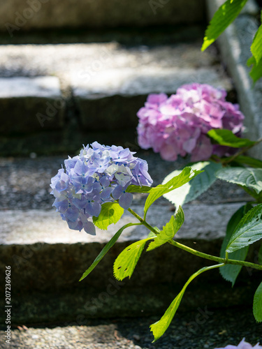 階段沿いに咲いた紫陽花