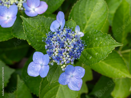 雨に濡れた額紫陽花