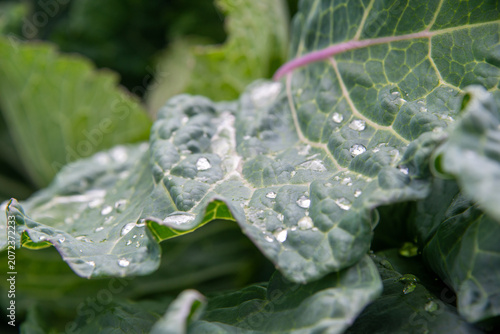 A large dark green cabbage leaf growing in an organic garden. The large, thick, waxy vegetable is deep green with small droplets of rainwater pooling on the crinkled leaves. The center is a light pink